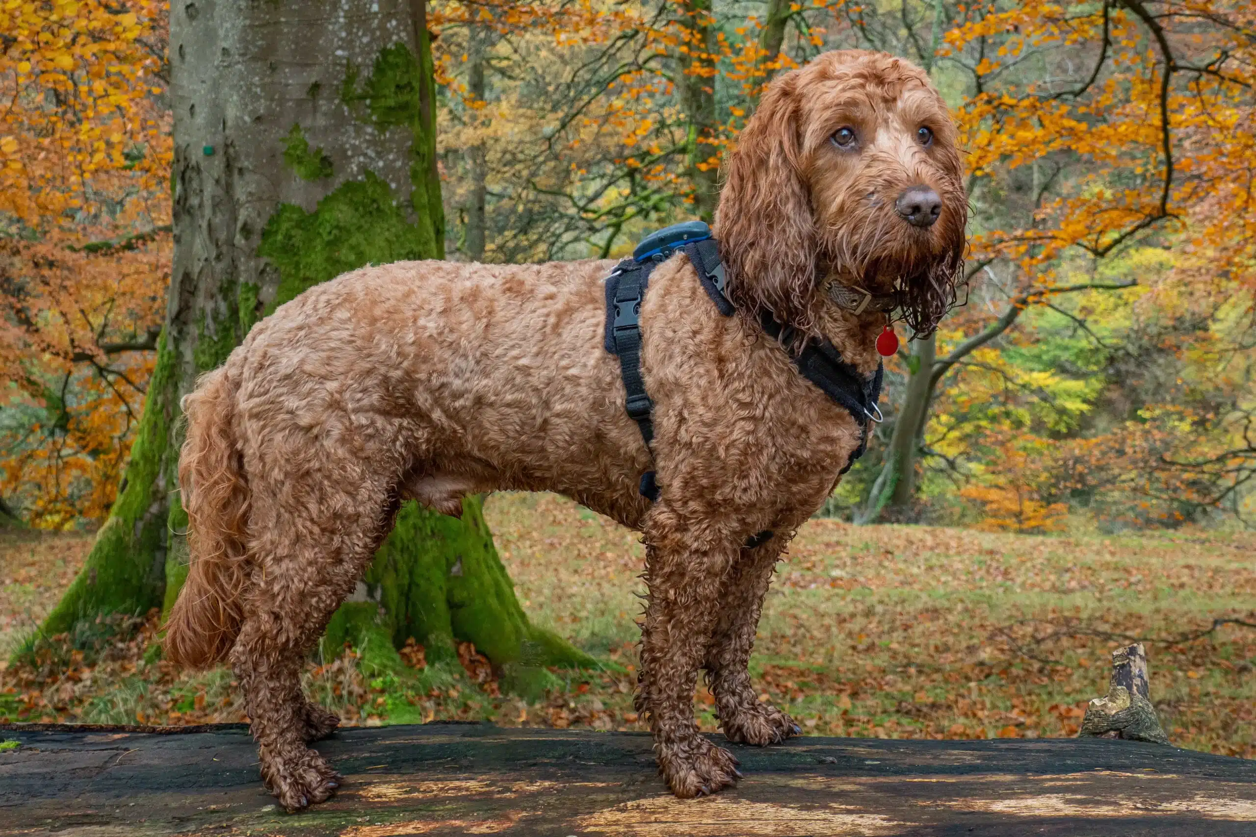 Read more about the article Cockapoo breeder