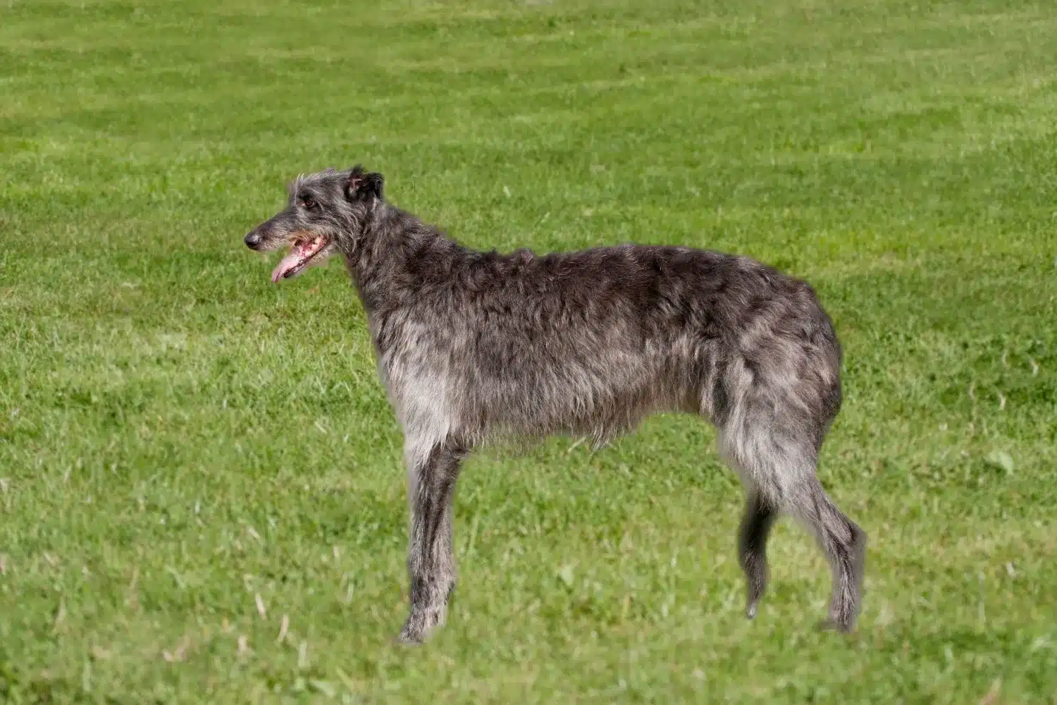 Read more about the article Deerhound breeder