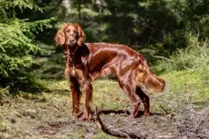 Read more about the article Irish Red Setter Breeder