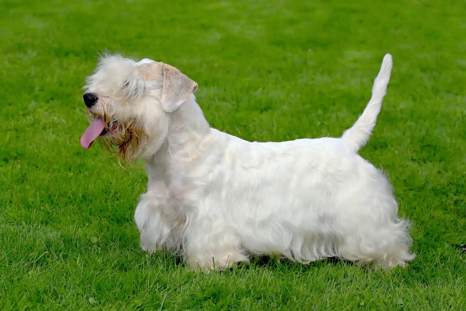 Read more about the article Sealyham Terrier Breeder