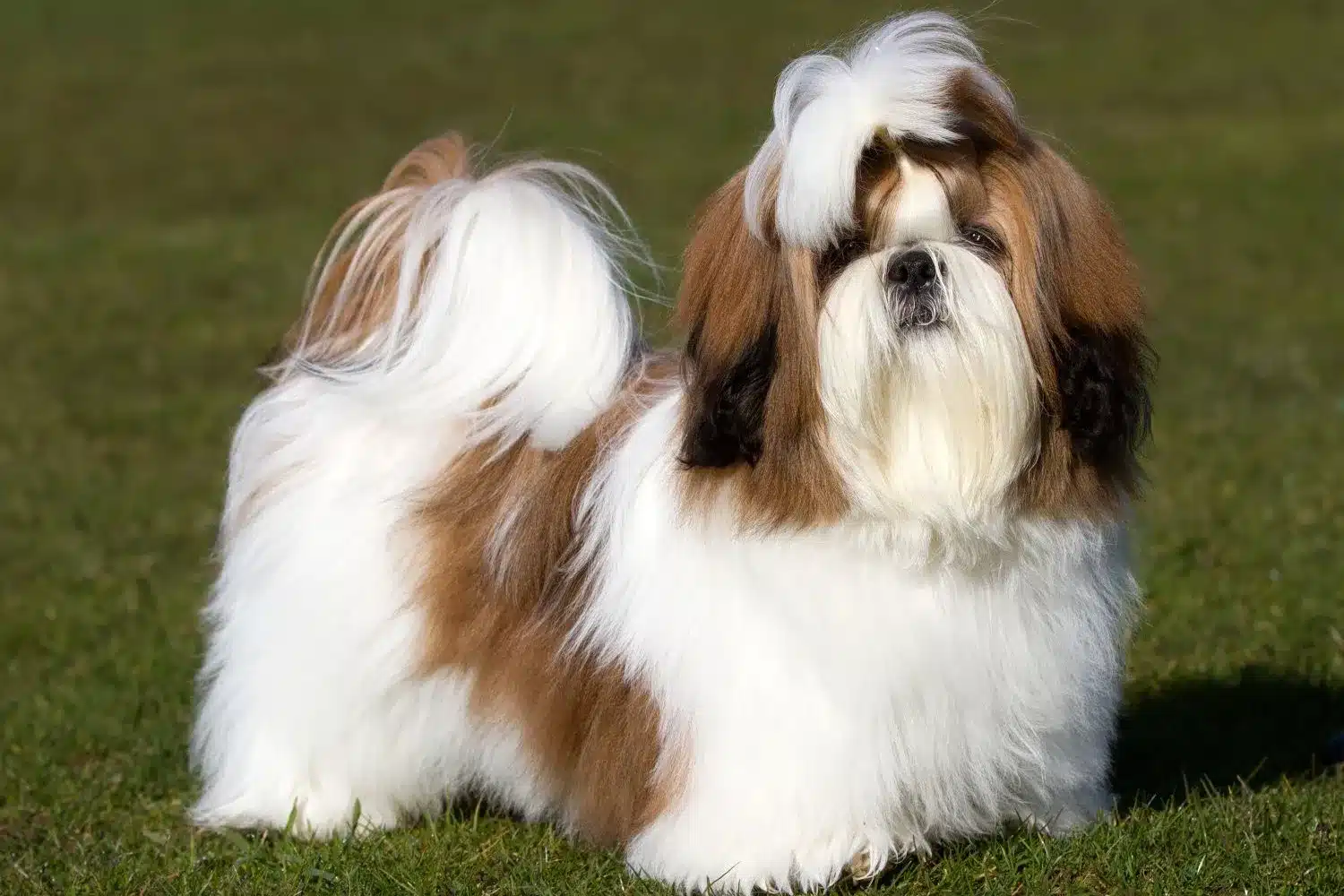 Read more about the article Shih Tzu breeder