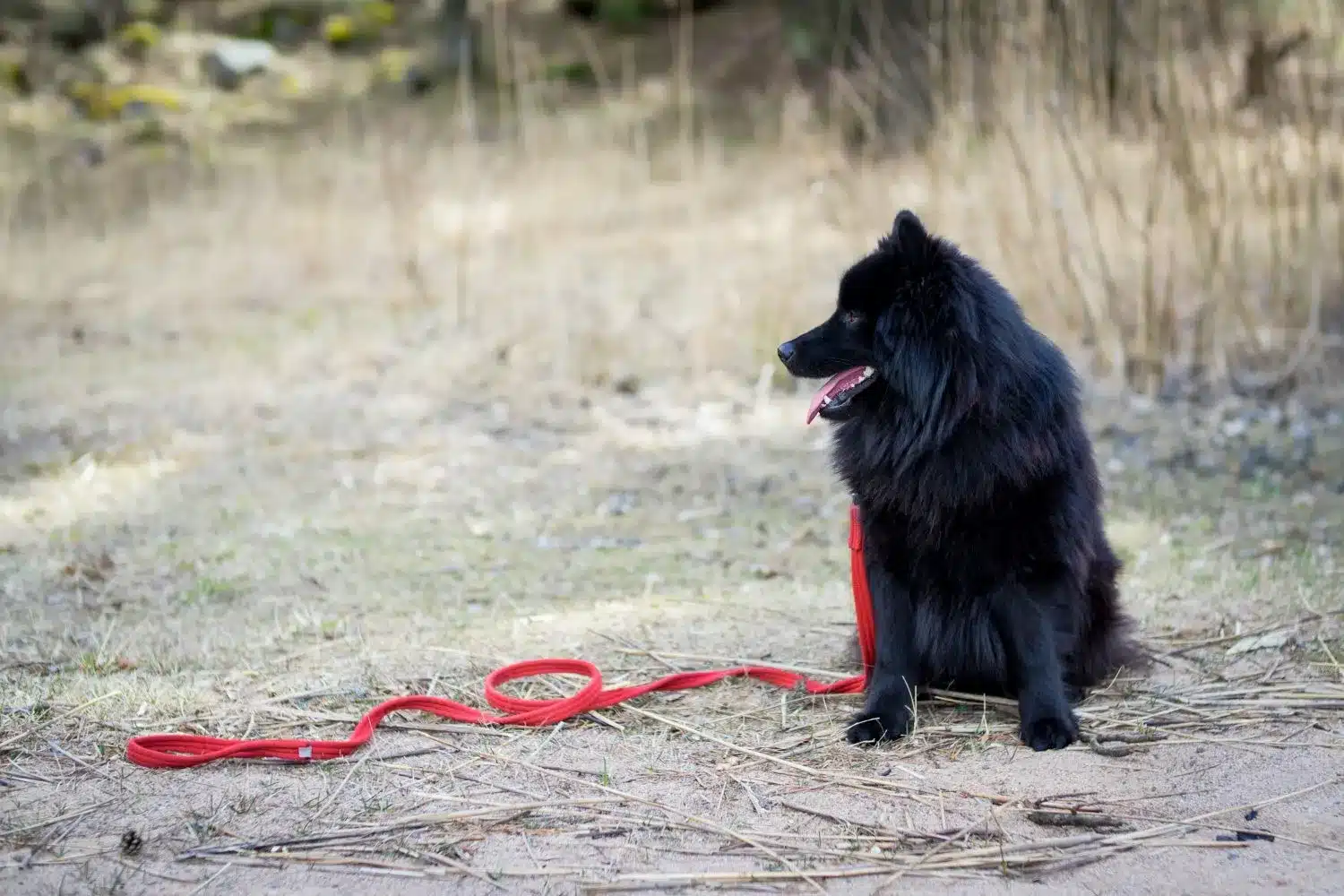 Read more about the article Swedish Lapphund breeder