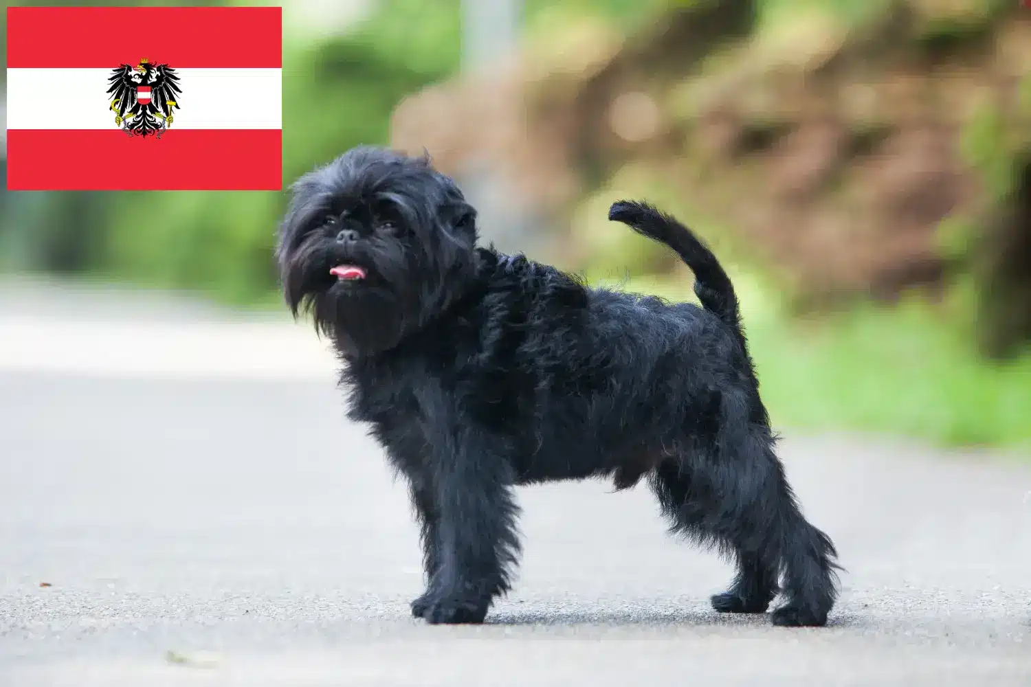 Read more about the article Affenpinscher breeders and puppies in Austria