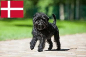 Read more about the article Affenpinscher breeders and puppies in Denmark