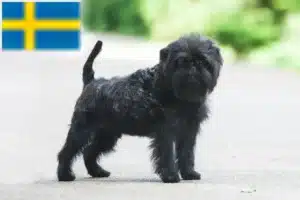 Read more about the article Affenpinscher breeders and puppies in Sweden