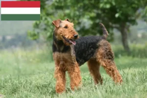 Read more about the article Airedale Terrier breeders and puppies in Hungary