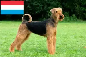 Read more about the article Airedale Terrier breeders and puppies in Luxembourg