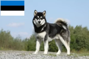 Read more about the article Alaskan Malamute breeders and puppies in Estonia