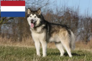Read more about the article Alaskan Malamute breeders and puppies in Netherlands