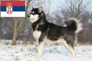 Read more about the article Alaskan Malamute breeders and puppies in Serbia