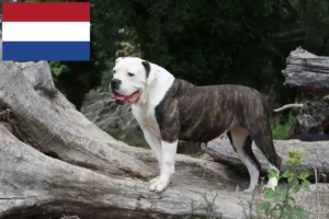 Read more about the article American Bulldog breeders and puppies in the Netherlands