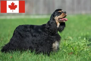 Read more about the article American Cocker Spaniel breeders and puppies in Canada