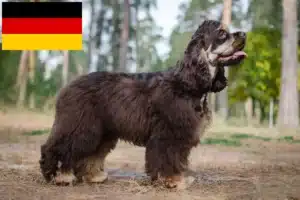 Read more about the article American Cocker Spaniel breeders and puppies in Germany