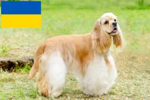 Read more about the article American Cocker Spaniel breeders and puppies in Ukraine