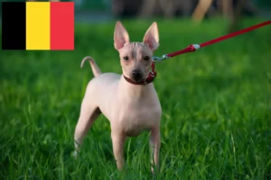 Read more about the article American Hairless Terrier breeders and puppies in Belgium
