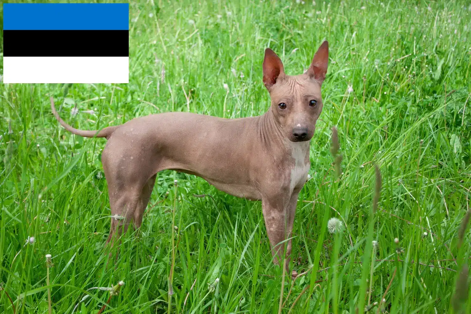 Read more about the article American Hairless Terrier breeders and puppies in Estonia