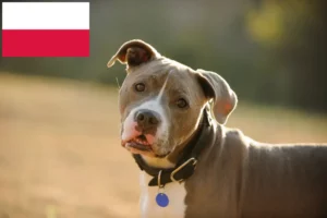 Read more about the article American Pit Bull Terrier breeders and puppies in Poland