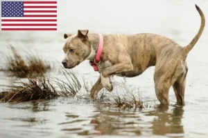 Read more about the article American Pit Bull Terrier breeders and puppies in USA