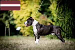 Read more about the article American Staffordshire Terrier breeders and puppies in Latvia