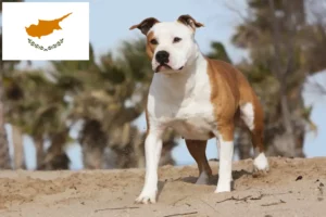 Read more about the article American Staffordshire Terrier breeders and puppies in Republic of Cyprus