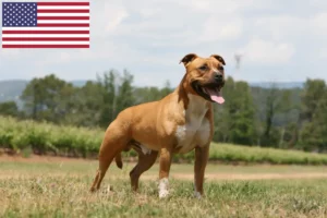 Read more about the article American Staffordshire Terrier breeders and puppies in USA