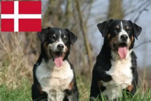 Read more about the article Appenzell Mountain Dog Breeder and Puppies in Denmark