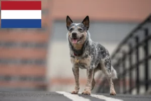 Read more about the article Australian Cattle Dog breeders and puppies in the Netherlands