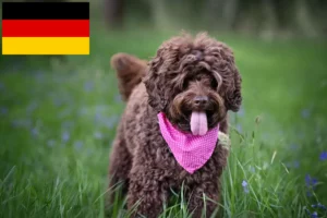 Read more about the article Australian Labradoodle breeders and puppies in Germany