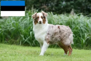 Read more about the article Australian Shepherd breeders and puppies in Estonia
