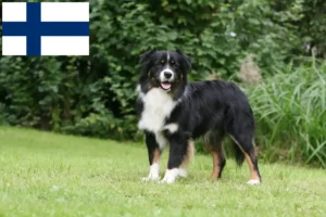 Read more about the article Australian Shepherd breeders and puppies in Finland