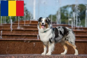 Read more about the article Australian Shepherd breeders and puppies in Romania