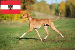 Read more about the article Azawakh breeders and puppies in Austria