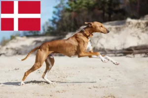 Read more about the article Azawakh breeders and puppies in Denmark