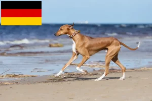 Read more about the article Azawakh breeders and puppies in Germany