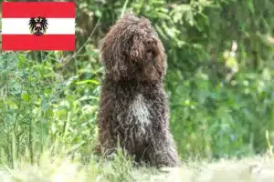 Read more about the article Barbet breeders and puppies in Austria