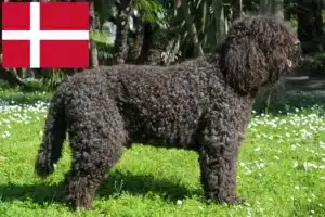 Read more about the article Barbet breeders and puppies in Denmark