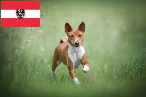 Read more about the article Basenji breeders and puppies in Austria