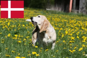 Read more about the article Basset Artésien Normand breeders and puppies in Denmark