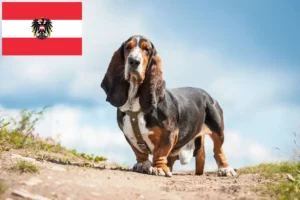Read more about the article Basset Hound breeders and puppies in Austria
