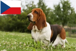 Read more about the article Basset Hound breeders and puppies in the Czech Republic