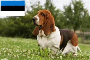 Read more about the article Basset Hound breeders and puppies in Estonia