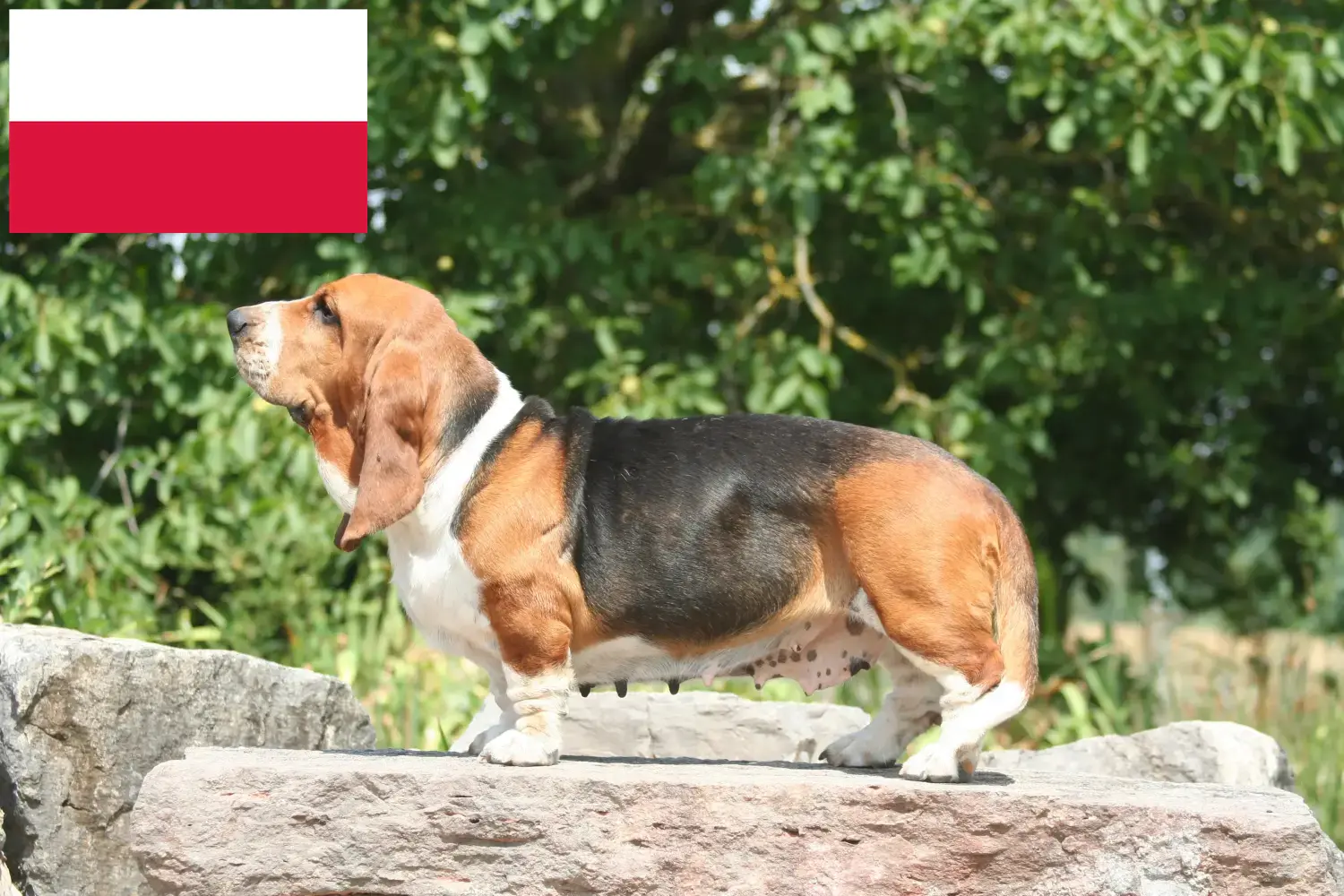 Read more about the article Basset Hound breeders and puppies in Poland