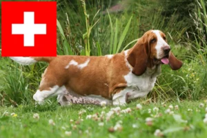 Read more about the article Basset Hound breeders and puppies in Switzerland