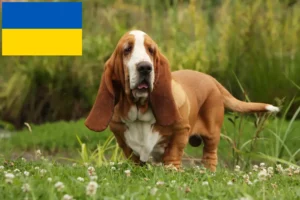 Read more about the article Basset Hound breeders and puppies in Ukraine