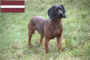 Read more about the article Bavarian Mountain Hound breeders and puppies in Latvia