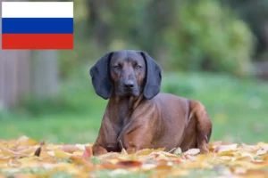 Read more about the article Bavarian Mountain Hound breeders and puppies in Russia