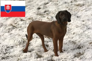 Read more about the article Bavarian Mountain Hound breeders and puppies in Slovakia
