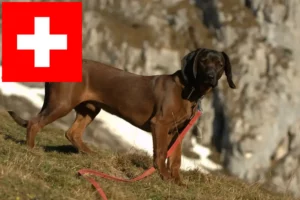 Read more about the article Bavarian Mountain Hound breeders and puppies in Switzerland