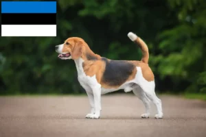 Read more about the article Beagle breeders and puppies in Estonia