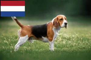 Read more about the article Beagle breeders and puppies in the Netherlands